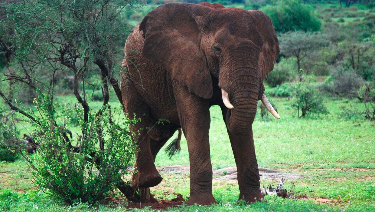 kenya-elephant