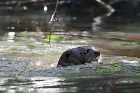 Giant Otter in the Amazon