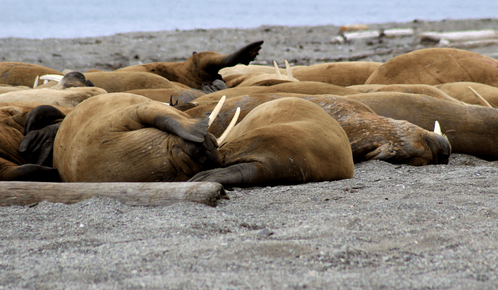 Walrus in the arctic