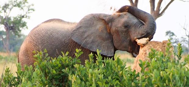 africa-elephant-Hwange-NP-Zimbabwe