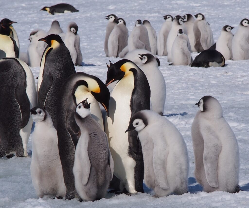 In Search of the Emperor Penguins! | Eclipse Travel