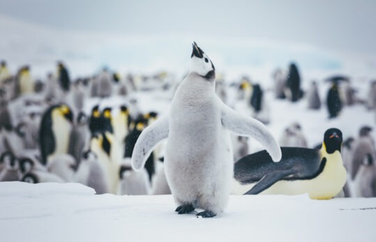 antarctic tours from australia