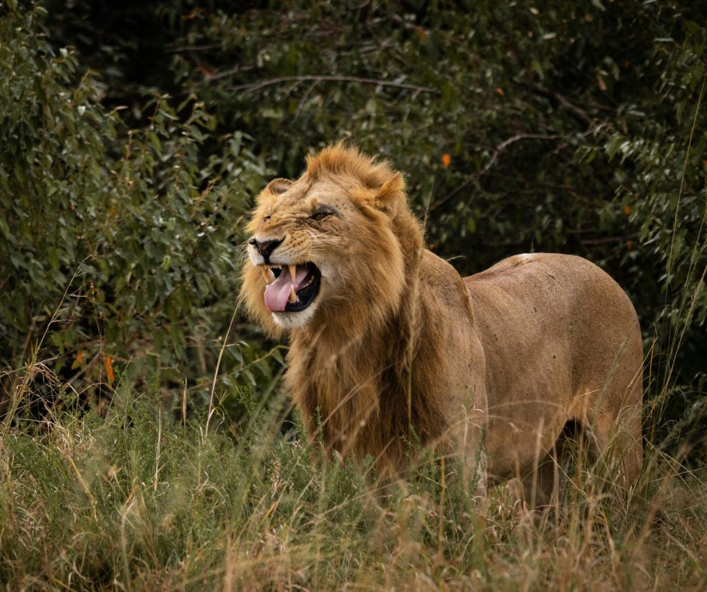 African lion roaring in plains