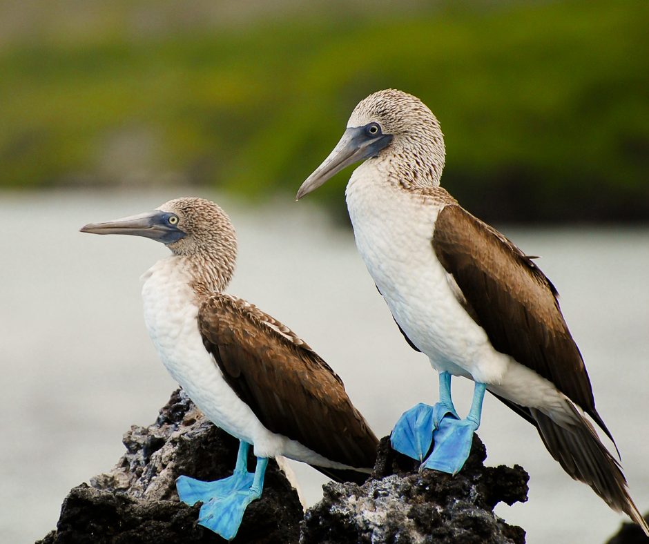 Blue footed booby bird in Galapagos